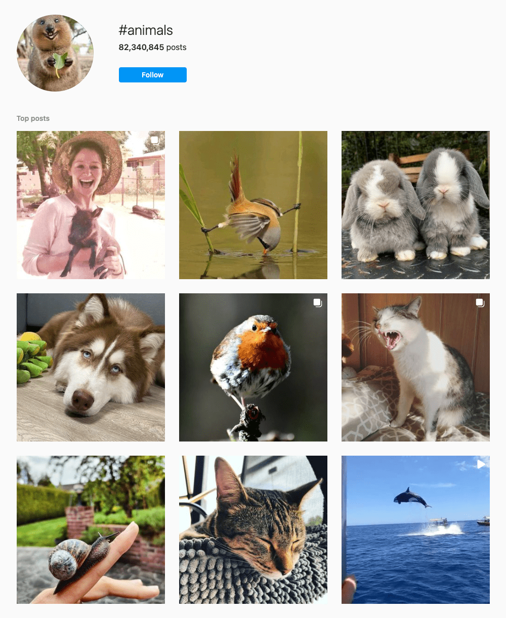 #animals Hashtags for Instagram