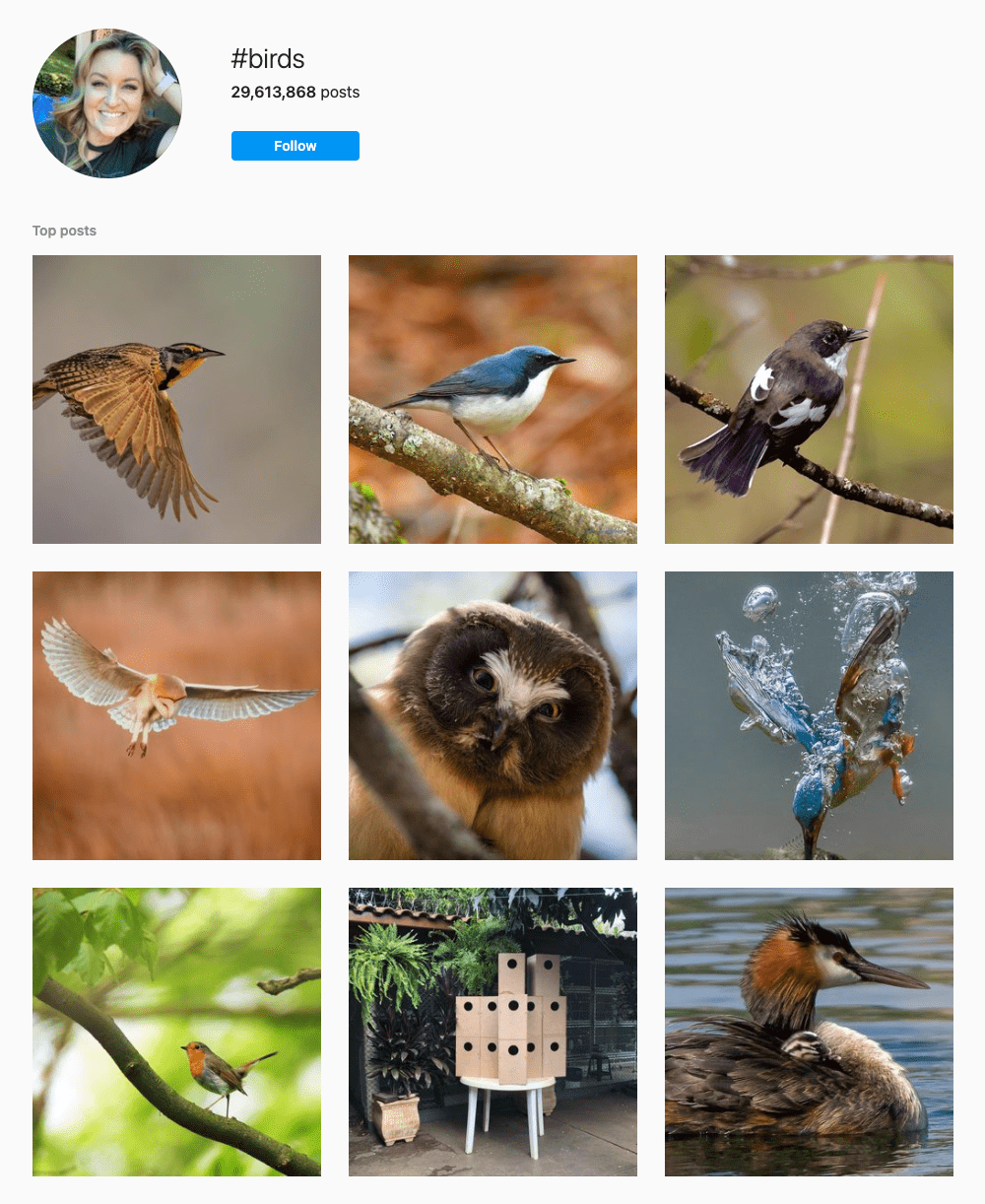 #birds Hashtags for Instagram