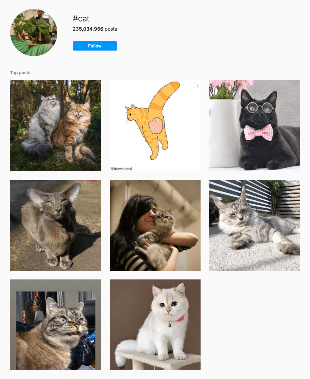 #cat Hashtags for Instagram