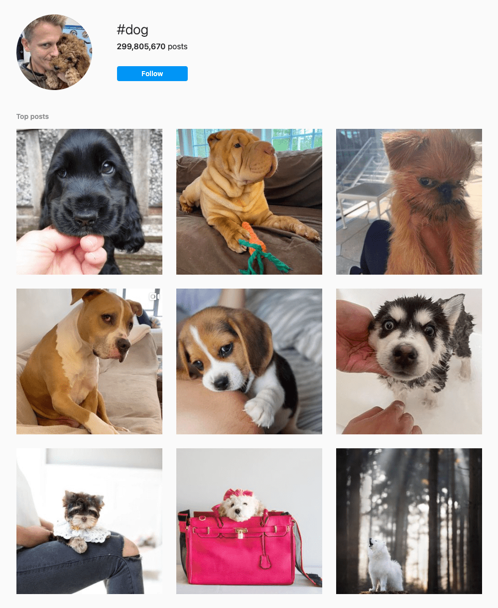 #dog Hashtags for Instagram