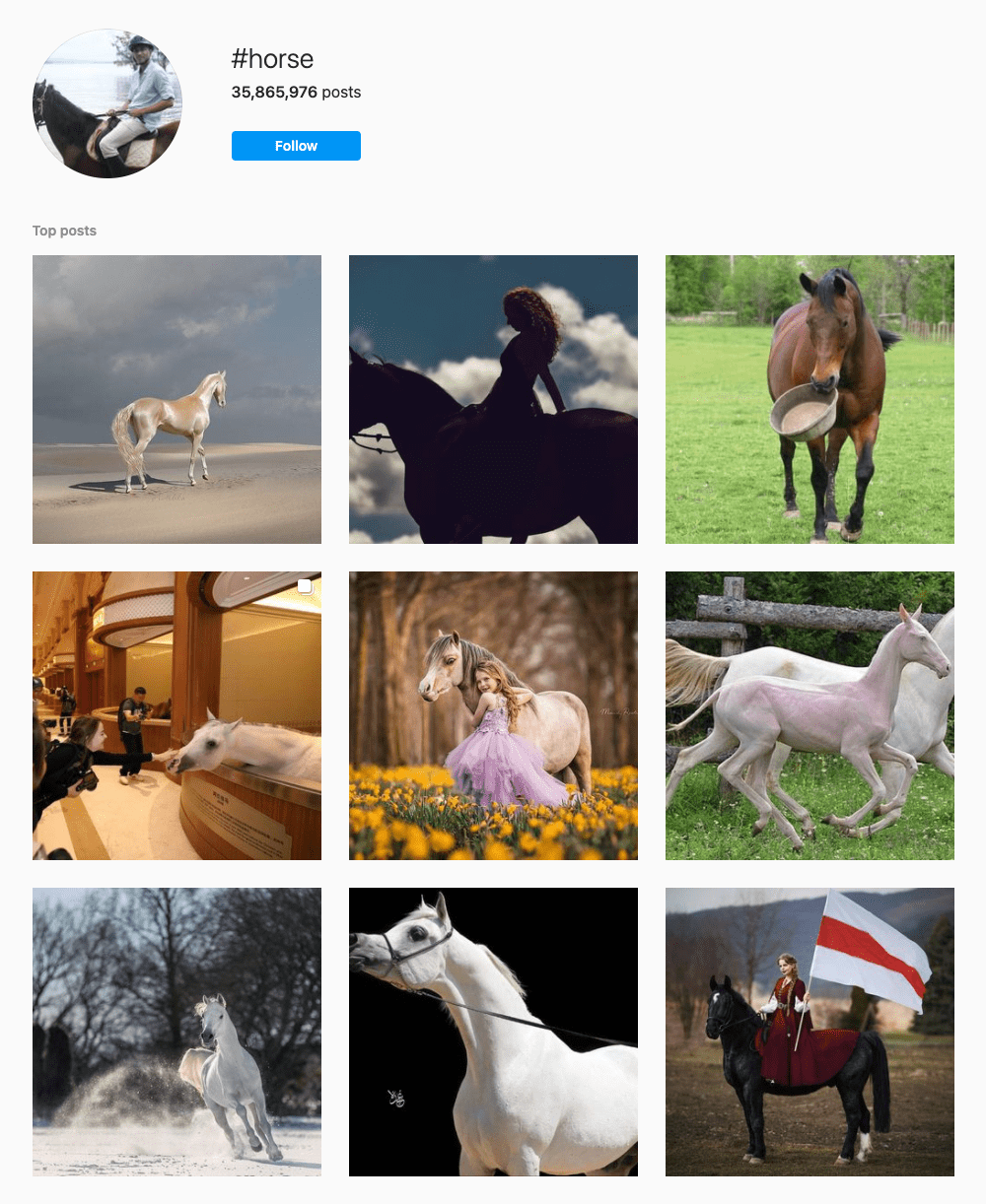 #horse Hashtags for Instagram