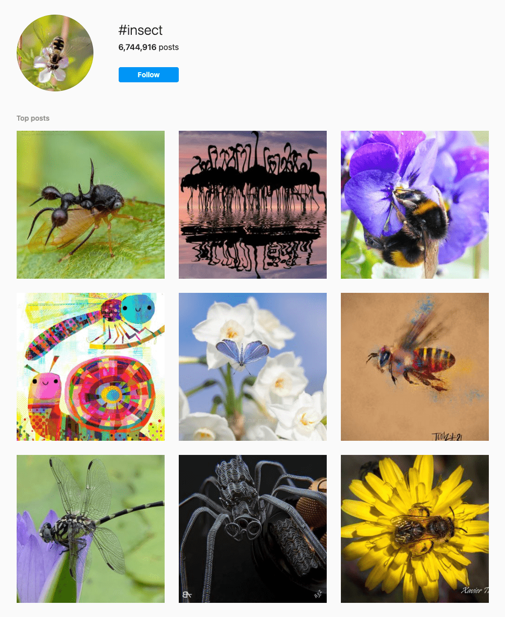 #insect Hashtags for Instagram