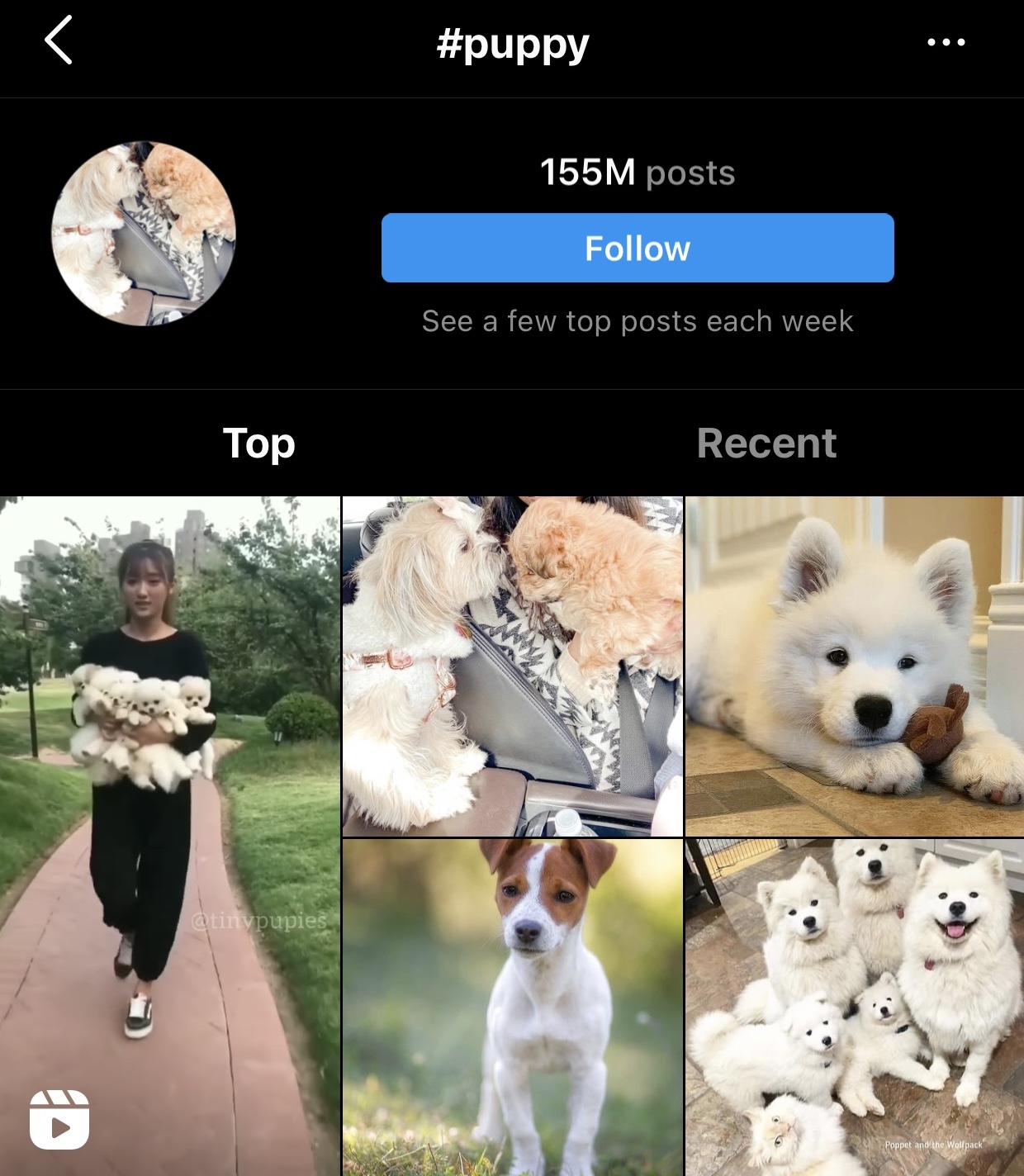Search results for hashtag #puppy on Instagram.