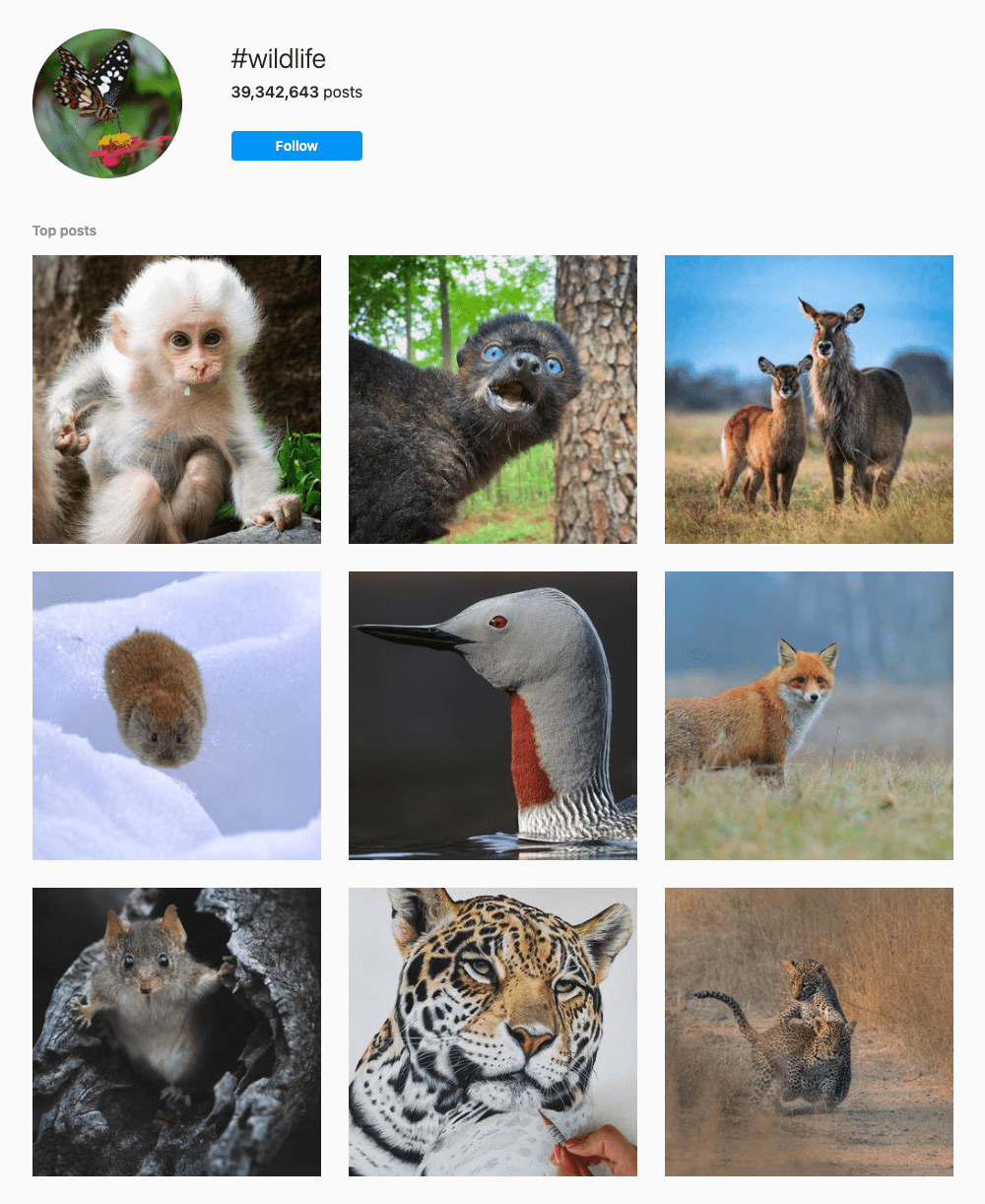 #wildlife Hashtags for Instagram