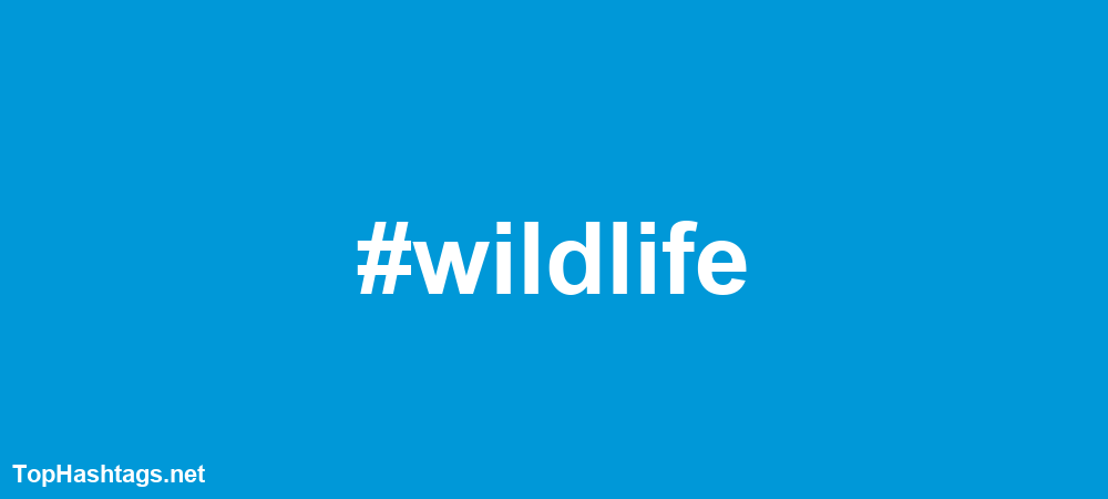 #wildlife Hashtags